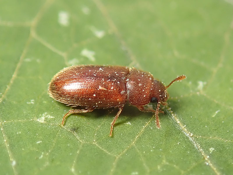 da identificare: Byturidae? No, Typhaea stercorea (Mycetophagidae)